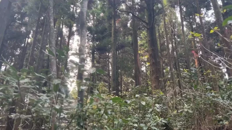 제주 서귀포 치유의 숲, 숲길 산책하기(예약 및 주차 정보)