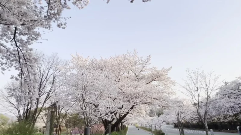 서울대공원 벚꽃길