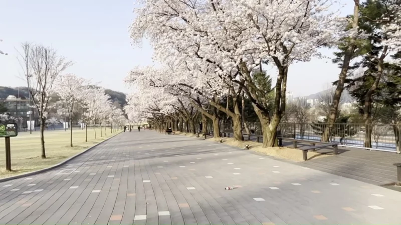 서울대공원 벚꽃길