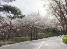 남산 벚꽃길 코스 및 남산 소월길, N서울타워 걷기