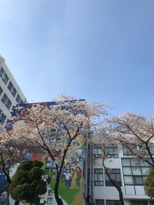 경희대학교 벚꽃