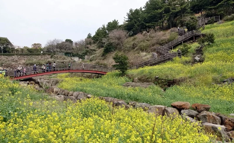 중문 엉덩물계곡 유채꽃