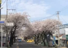 제주 서귀포 중문 벚꽃 터널