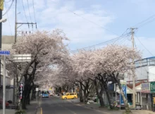 제주 서귀포 중문 벚꽃 터널